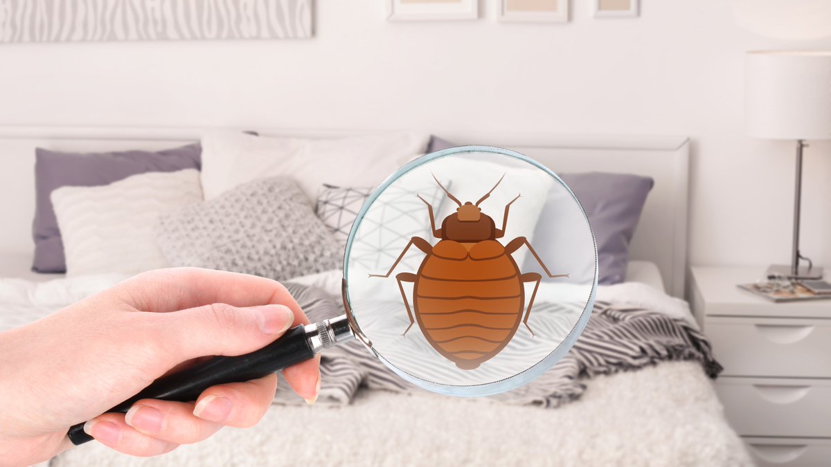 BrockPest's tweet photo. #BedBugWeek #BBAW
#DidYouKnow the reason we don't typically feel a bed bug bite is because their saliva acts as an anesthetic. For this reason, the feeding process is relatively fast and painless. https://t.co/gzAm5GgIit