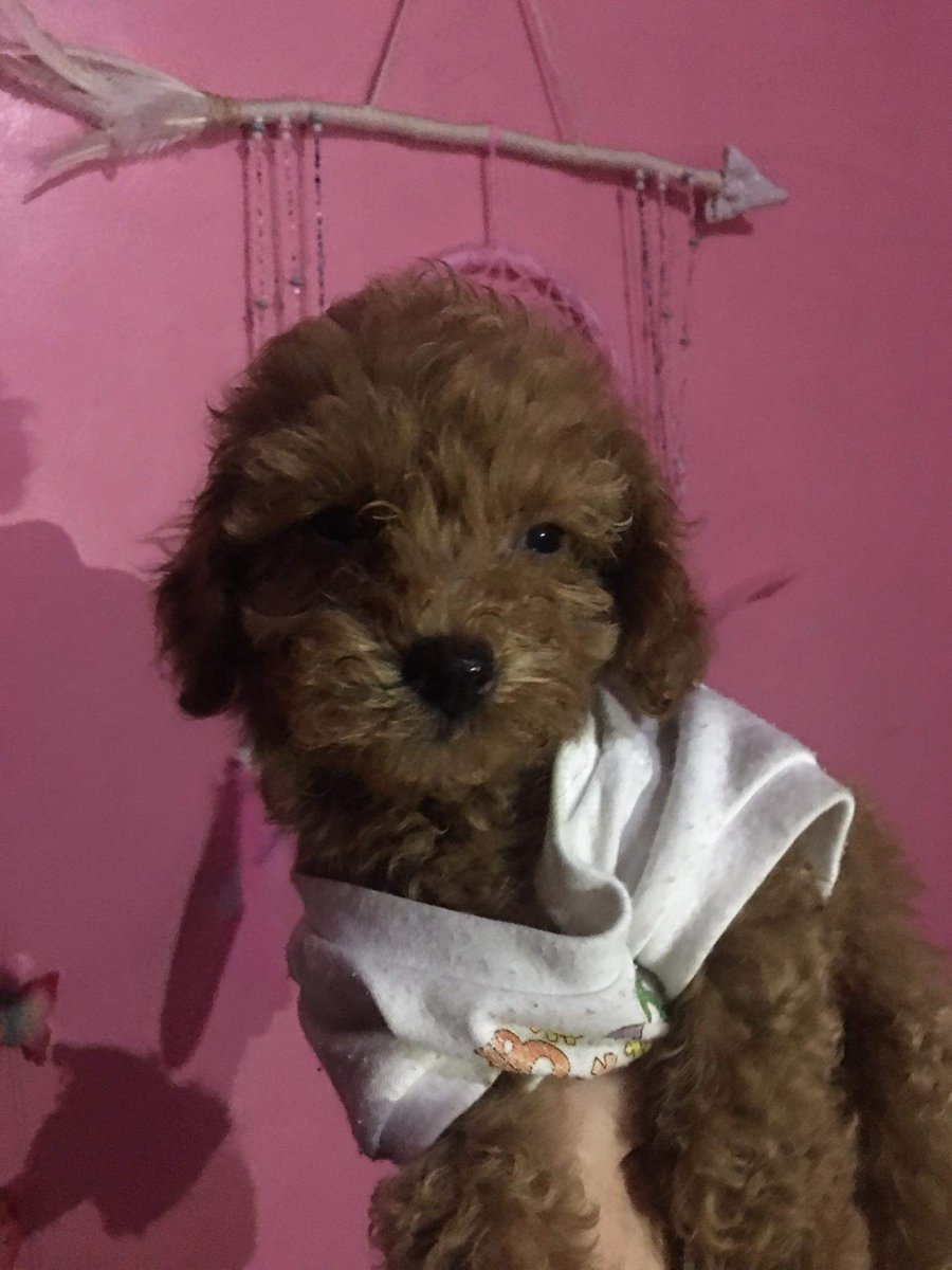 _mrcdoaless's tweet photo. Hi everyone! I'm Lunar bear! 🐩🌙 https://t.co/FRb0LsdiZ2
