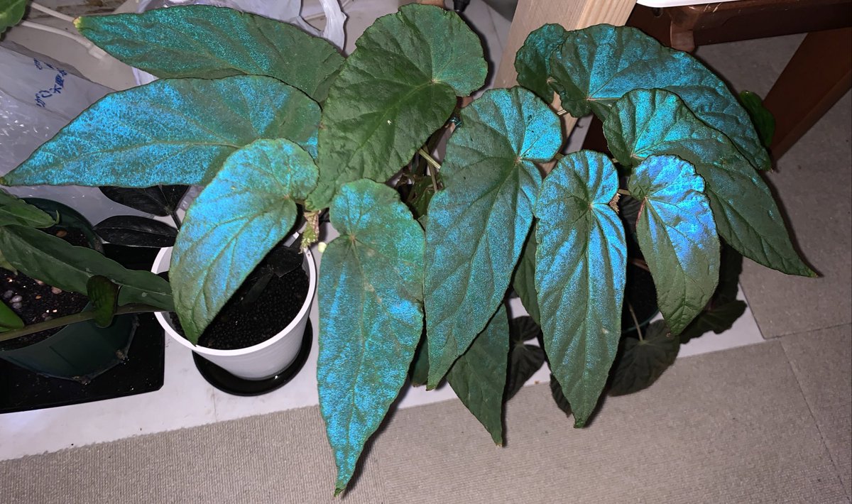 crazy_clever_s's tweet image. 消灯フラッシュ撮影おじさん

#Begonia
#lukuana 
#Pseud Longiciliata
#sp. Lang Son #Vietnam