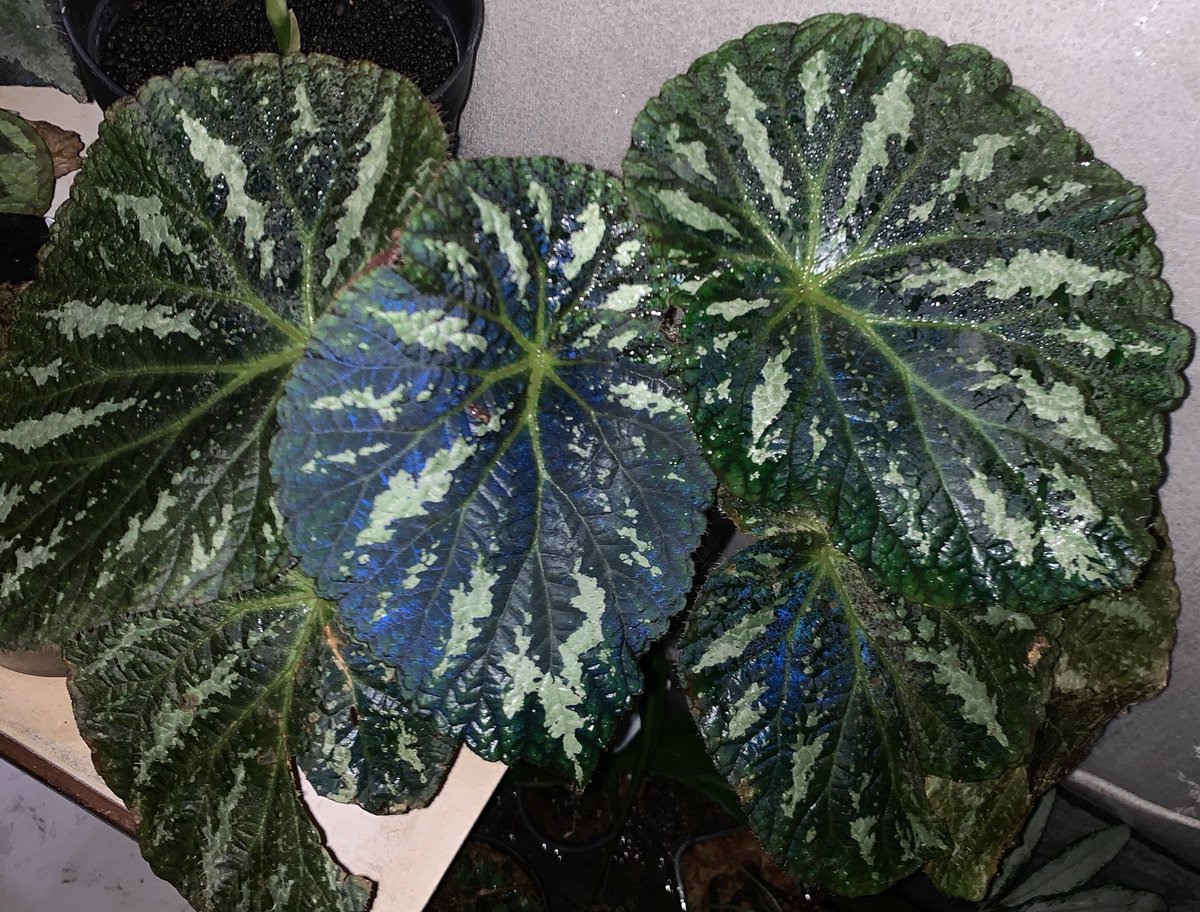 crazy_clever_s's tweet image. 消灯フラッシュ撮影おじさん

#Begonia
#lukuana 
#Pseud Longiciliata
#sp. Lang Son #Vietnam