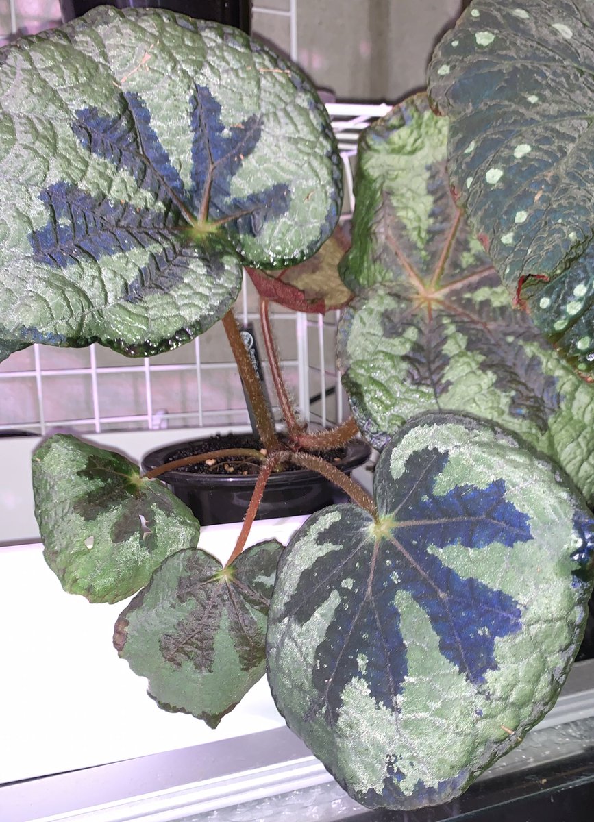 crazy_clever_s's tweet image. 消灯フラッシュ撮影おじさん

#Begonia
#lukuana 
#Pseud Longiciliata
#sp. Lang Son #Vietnam