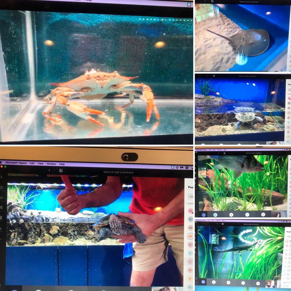 Awesome virtual field trip from Glen Echo Park this morning! Thank you <a href="/DiscoveryESPTA/">Discovery PTA</a> for making this possible! <a href="/DiscoveryAPS/">Discovery APS</a>
