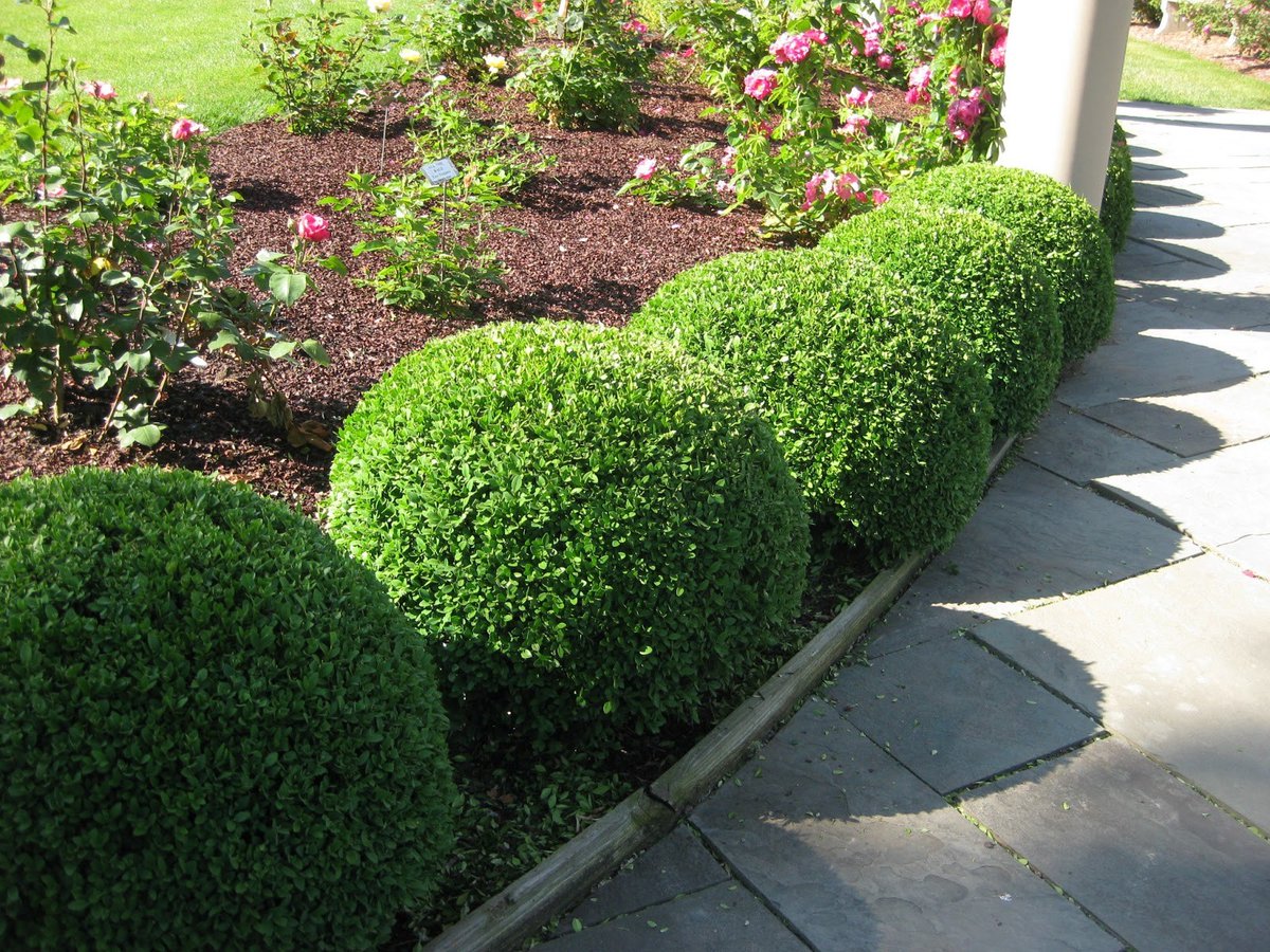 CooperLawnscape's tweet photo. Don't let your yard's bushes and small trees get out of hand. We'll keep them looking trim and prim. Reach out if your yard's bushes are in need of some trimming.
#WisdomWednesday https://t.co/GyJfbYVRst