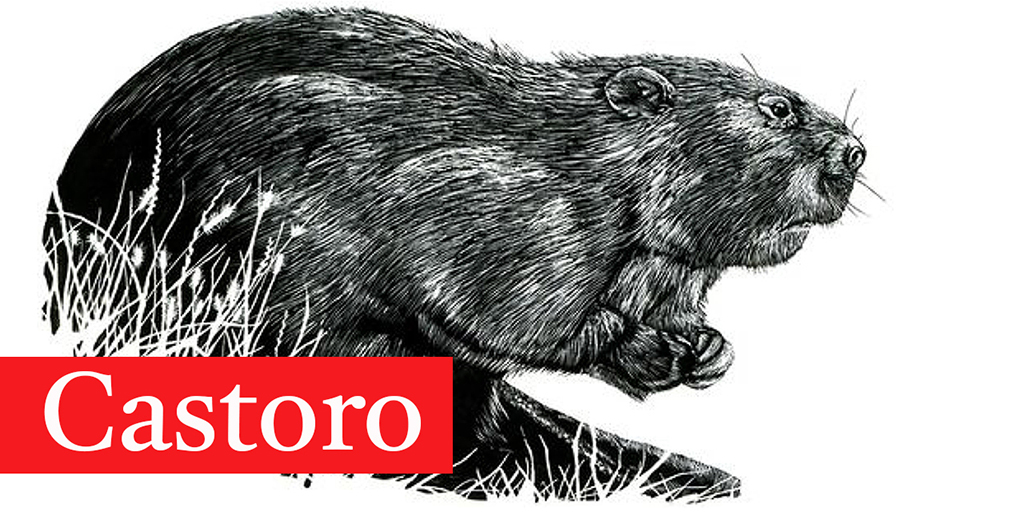 TiroTypeworks's tweet image. New libre &amp;amp; open source font release: Castoro. Designed by John Hudson; italic with @Paul_Hanslow, assisted by @kaja_slojewska 
github.com/TiroTypeworks/…