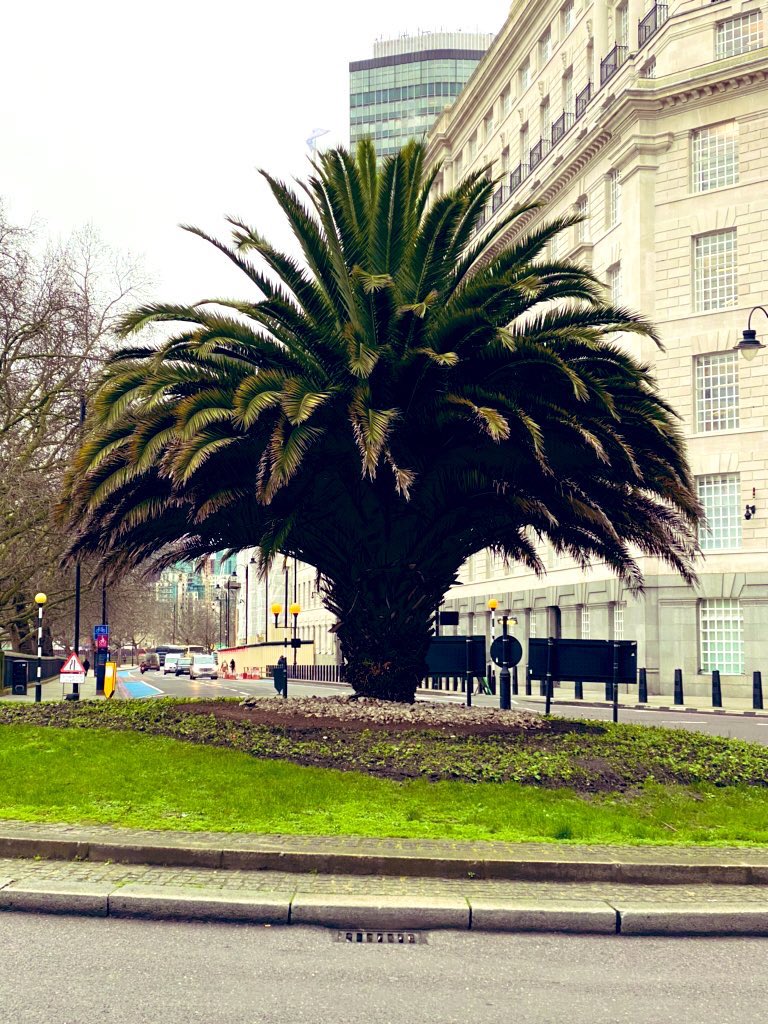 Oh go on then ... let’s see a lovely tree <a href="/TiCLme/">TiCL (NO to a blue tick)</a> 

The Canary Island date palm 🌴 Phoenix canariensis #Millbank <a href="/MillbankMedia/">Altitude London</a> 

One of the Great Trees of London #GTOL <a href="/UrbanTreeFest/">UrbanTreeFestival</a> <a href="/LTOA33/">LTOA</a>