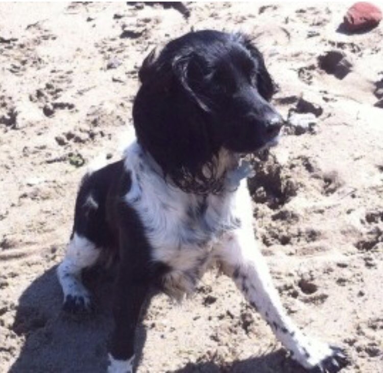 rosieDoc2's tweet photo. #SpanielHour 
💞💞DAISY missing since SEPTEMBER 2014 - Blk&amp;wh #ESS very distinctive markings - right leg mostly black with white sock 
CHIPPED/adult 
Vanished between #RiverAlmond &amp; #A90 on Riverside Rd, #EH30 🏴󠁧󠁢󠁳󠁣󠁴󠁿 
Have you seen her? 
https://t.co/8u07bJPOKA https://t.co/kEj2xtHK6v