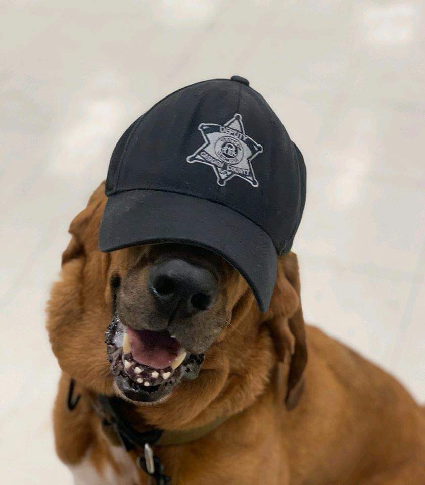 k9sofvalor's tweet photo. Please keep K9 Hannah &amp; Sgt Thames of the Camden County SO in your thoughts and prayers. K9 Hannah has been diagnosed with an incurable, and aggressive form of cancer. She does not have much time. She will still ride with her Dad everyday at work until she no longer wants to. https://t.co/u0UDdZkjUs