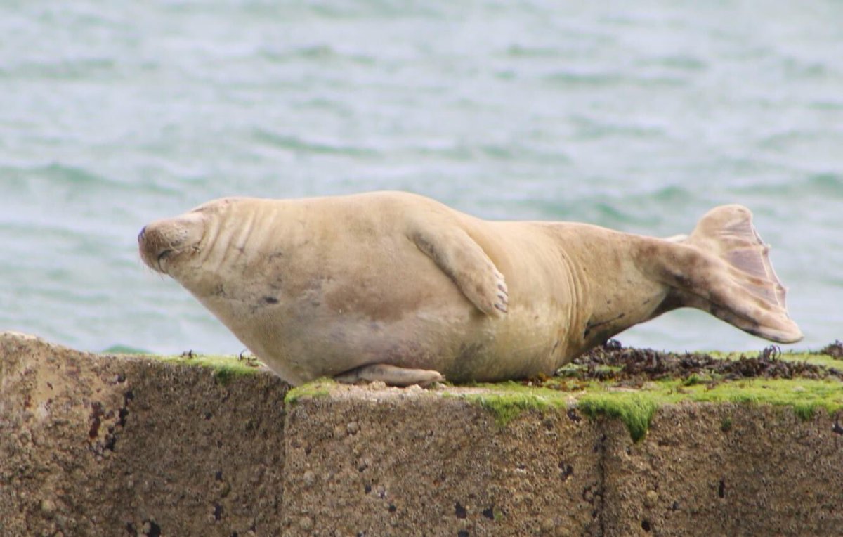 Beautiful marine life in Weymouth.
#Greyseal

@DorsetWildlife @DWTMarine @ChrisGPackham @BBCSpringwatch @SpringwatchFans