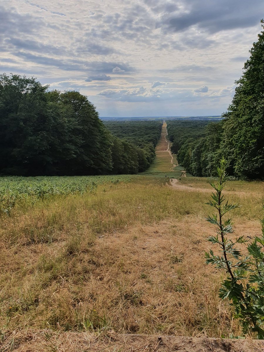 EmmanuelViv's tweet photo. #foretdecompiegne #oise 😎 https://t.co/8R0PG3GhNB