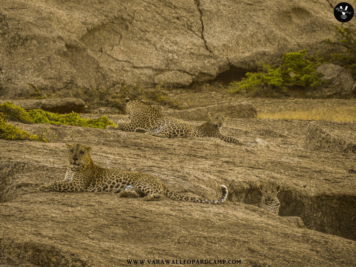 NEW BLOG!!!!
An answer to the question everyone has been waiting for! You wanted know why did Marshal kill his own cub? What happened.. bit.ly/3fnvcVd
#varawalleopardcamp #jawaileopards #storiesofjawai