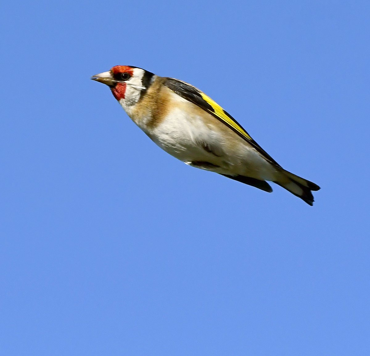 This Goldfinch sailed by a bit too close for comfort! It looks like it had been eating when it was grabbed by my attackers and hurled in my direction.... 
