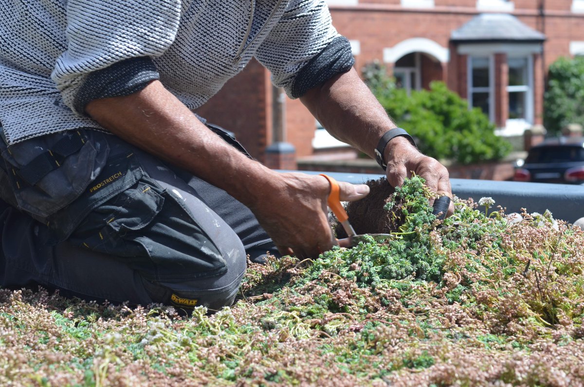 Dawn's new green roof is worth the effort as it will act as a rainwater buffer, regulate indoor temperatures, save energy and encourage biodiversity. Not bad for World Green Roof Day #WGRD2020