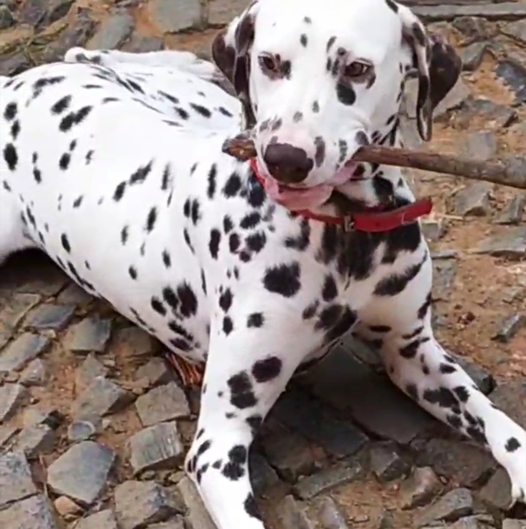 _karenzita08's tweet photo. Meu bebêzinho ❤️
#ralph #meudog #meufilho #meudalmata https://t.co/xPMjCbGb3r