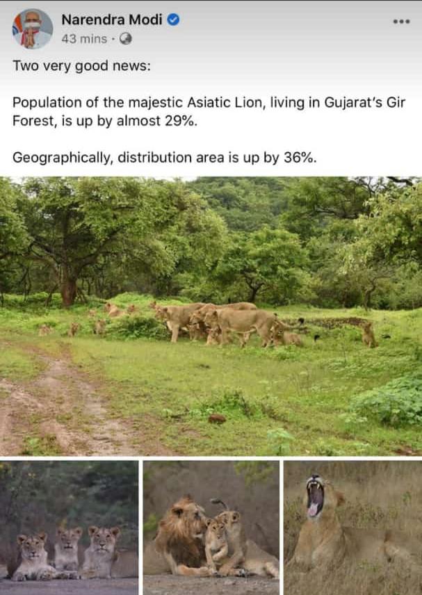 HareshKher4's tweet photo. Asiatic Lion 👑 https://t.co/eoJ527R1pw