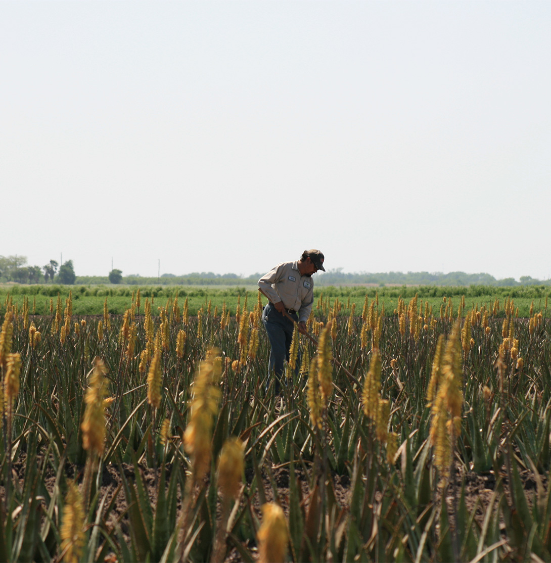 UniveraNation's tweet photo. The world’s largest producer of premium Aloe, Univera provides 100% hand-harvested peak aloe, specially grown, and selected to deliver optimized bioactives. Univera’s mission is to bring the best of nature to humankind. 

#univera #univeranation #univerastrong #liveunivera https://t.co/SIqlMbMEIS