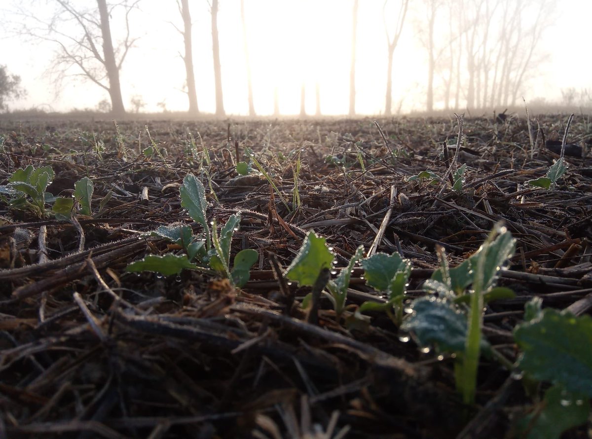 Así comienza a asomar la Colza con #tecnologiaprebiótica 🌱

#sumavida #prebiotics