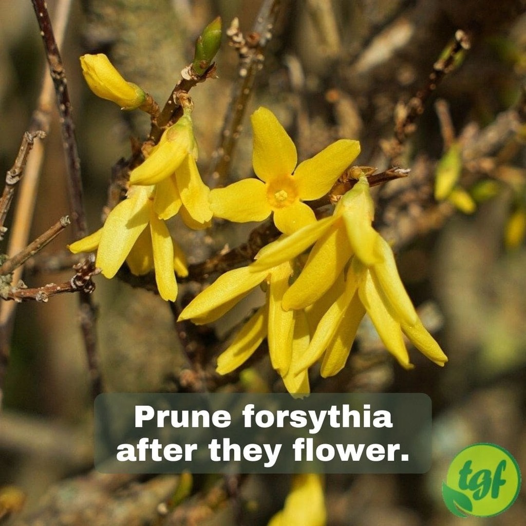 (Tumblr ift.tt/2MOeS3w) Prune forsythia after they flower.⁠
⁠
#pruning #pruning101 #pruningtip #pruningguide #pruningforbeginners #gardening #thegardenersfriends #prune #shrub #shrubs #springshrub #springblooming #springbloomingshrub #prunetoregrow #forsythia #lates…