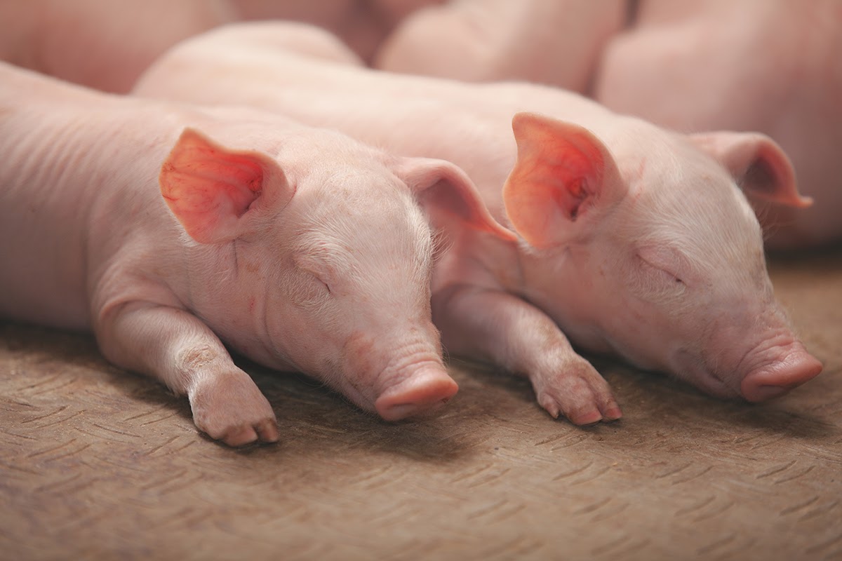 Those siblings that do everything together