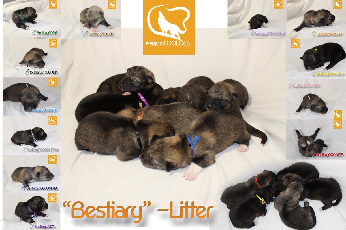 TDR_Inc's tweet photo. Congrats to Slavic Wolves on their litter of 12! They had 5 girls &amp; 7 boys, born on 2-Jun-20 #TDR #TamaskanDogRegister #TamaskanDog #Tamaskan #Dog #TamaskansOftwitter  #DogsOfTwitter  #TamaskanLitter #LitterAnnouncement #TamaskanPuppies #Puppies #PuppiesOfTwitter #slavicWOLVES https://t.co/M7Tg38V2Qv