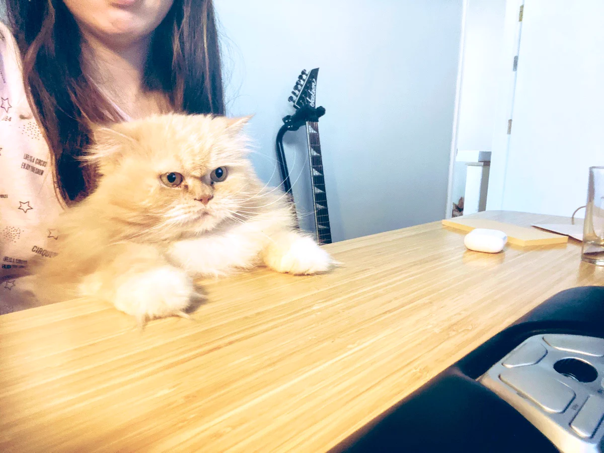 存在感やばしｗｗ朝会に慣れすぎて、まもなく発言しそうな猫ｗｗ