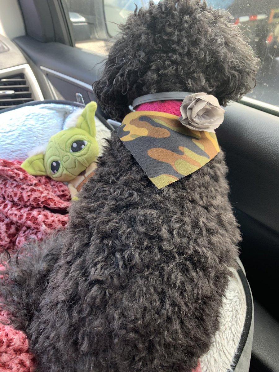 LadyJaye20's tweet photo. #TinyAlpha https://t.co/tr69gkhuEF