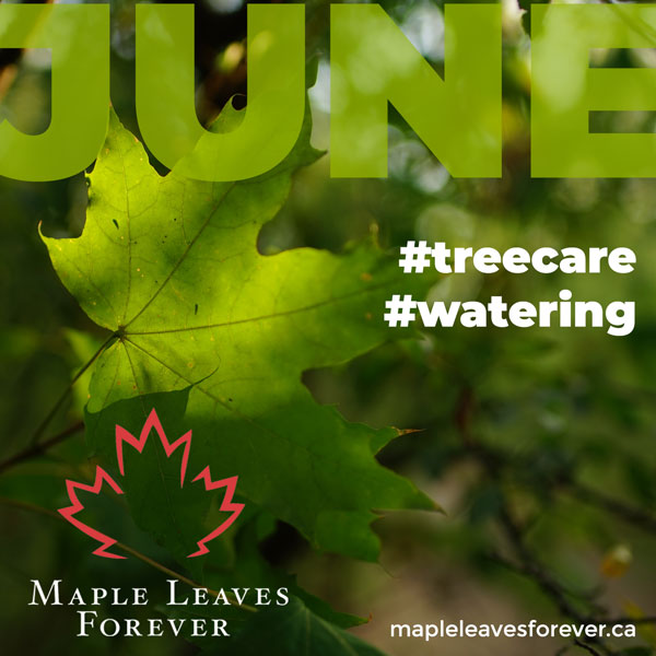 MLeavesForever's tweet photo. June #treecare #maplecare
π¦π¦ water newly planted & established maples as needed
πͺ fertilize established trees as recommended, but not newly planted trees
π monitor for presence of insects or other pests
Details on our Monthly Care Calendar: https://t.co/TAjd18SVPR https://t.co/ZlU9evnPUb