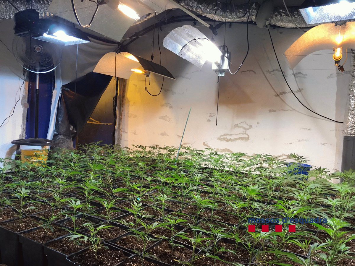 mossos's tweet photo. Desmantellem una plantació de marihuana a Palafolls junt amb la Policia Local de la localitat i detenim al seu propietari per tràfic de drogues i atemptat contra els agents de l'autoritat https://t.co/THDxB8nPdc