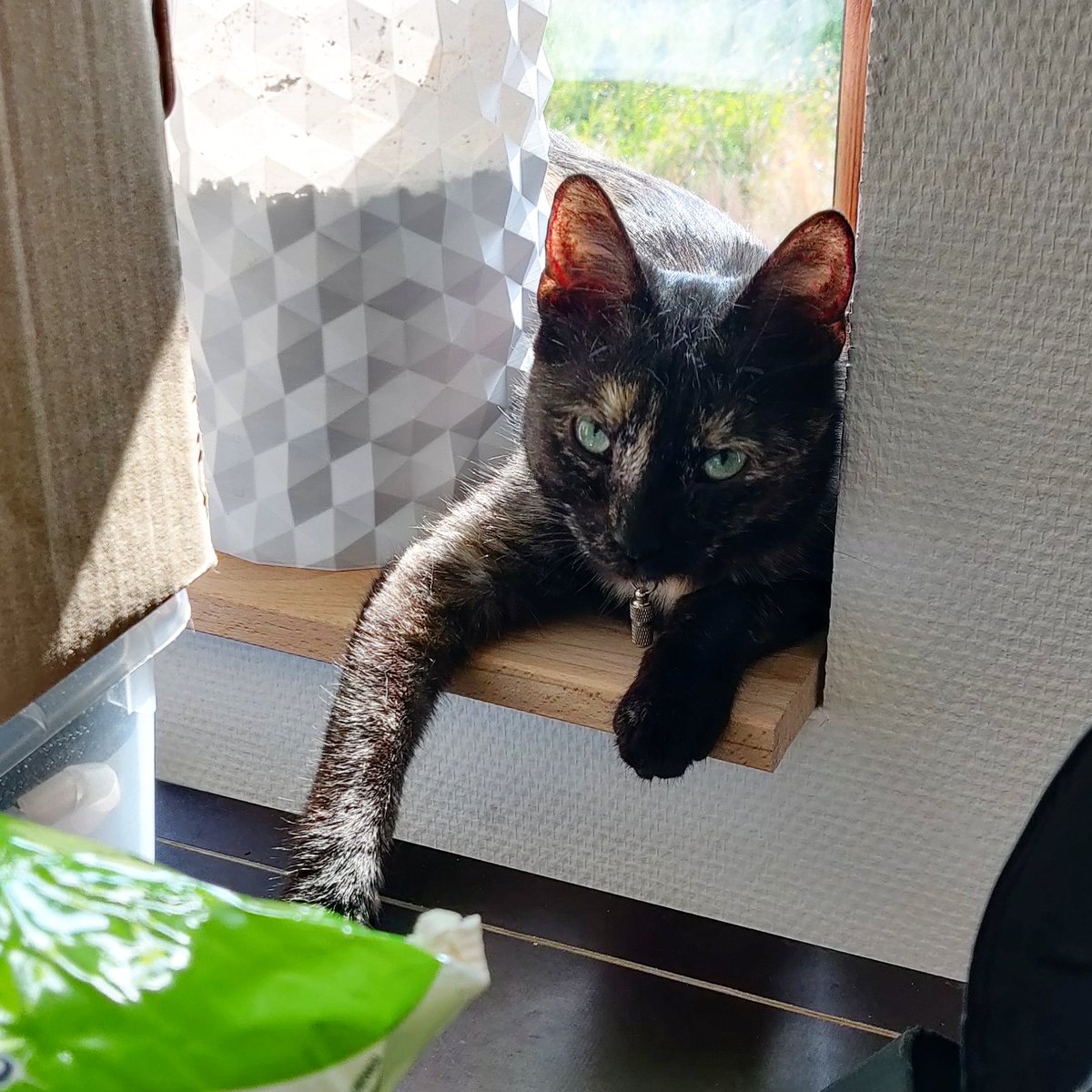 hardwarecatz's tweet photo. Your 3D-printed flower pot is on the way. Would you move it or should I? #kazia #polishcat #rescuecats #rescuedismyfavoritebreed #3dprintfilament #KazimieraTheCat #3dprinter #3dmodeling #thingiverse #3dprinterworld #3dprinted #prusai3mk3 #3dmodel #fusion360 https://t.co/zCae53zcpc