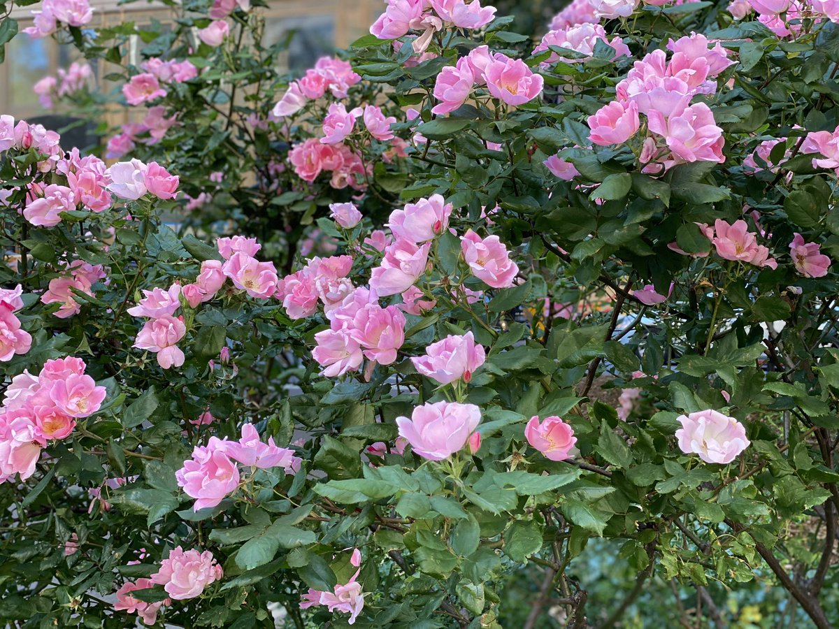 dicockyhooligan's tweet photo. My new #weirdobsession is I love taking picures of flowers on portrait mode https://t.co/aeousoCmsK