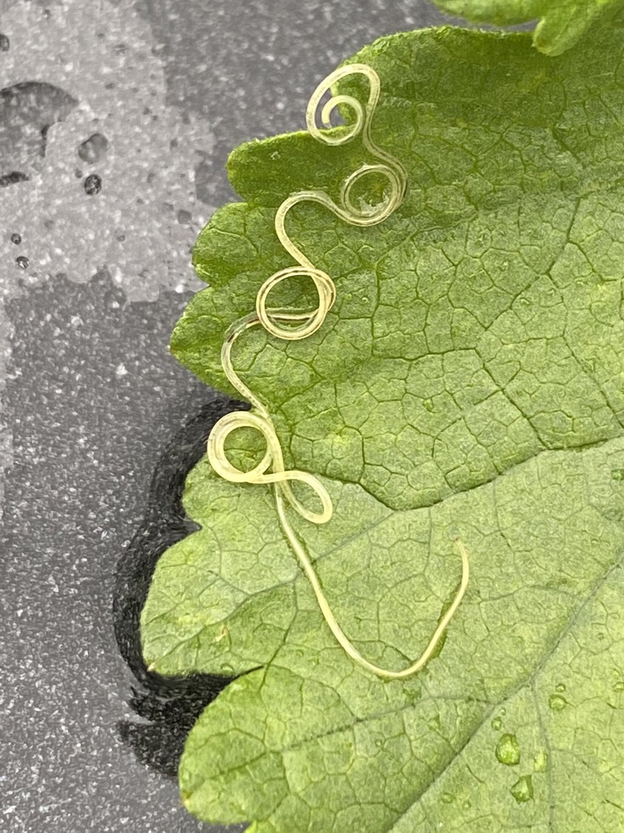seasquirt1985's tweet photo. #WormWednesday found this in my veggie patch this evening! #nematomorpha Other half said it reminded him of @TheStrainFX https://t.co/oA0RXypJ6s