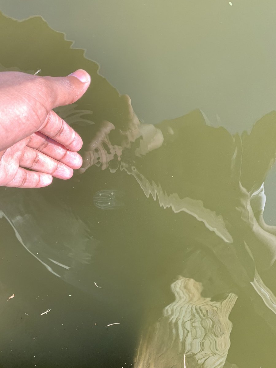 ConnivingKevin's tweet image. Jellyfish experiencing youth