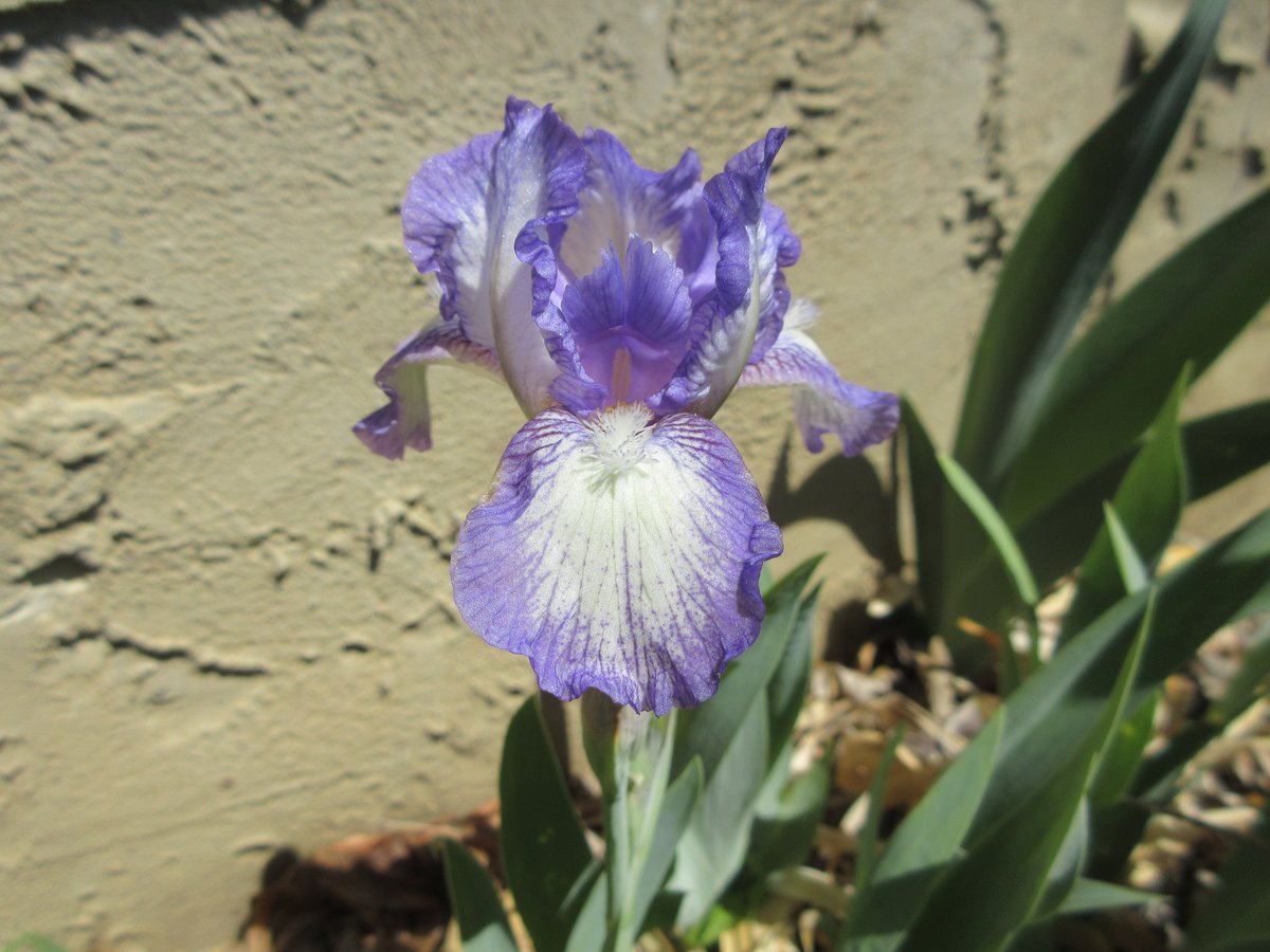 I have more growing space that could be farmed than I able to farm.  If you are a person wishing to farm but unable to get a place to farm there is a chance for could work something out that would work for both of us.  Please send me your resume and we need to talk about farming.