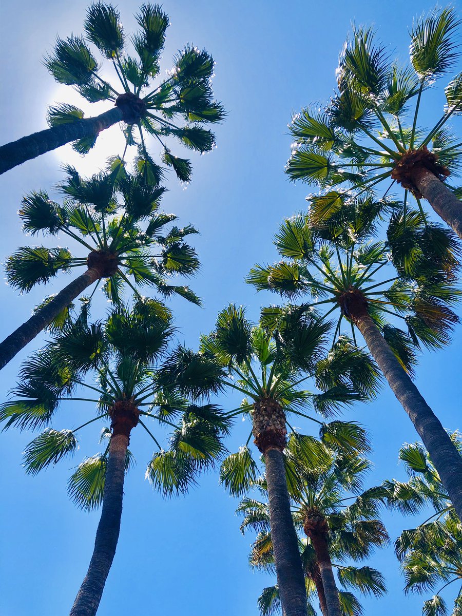 We are excited to welcome you back tomorrow, JUNE 11. As we reopen our doors, our ongoing commitment to your health and safety is as strong as ever. Learn about our measures to keep you safe and view the list of stores and restaurants that will open: southcoastplaza.com