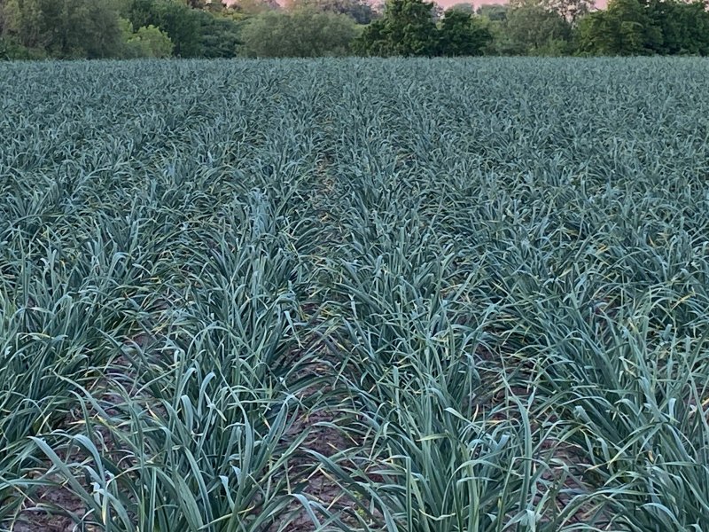 Garlic fields are looking robust this year!