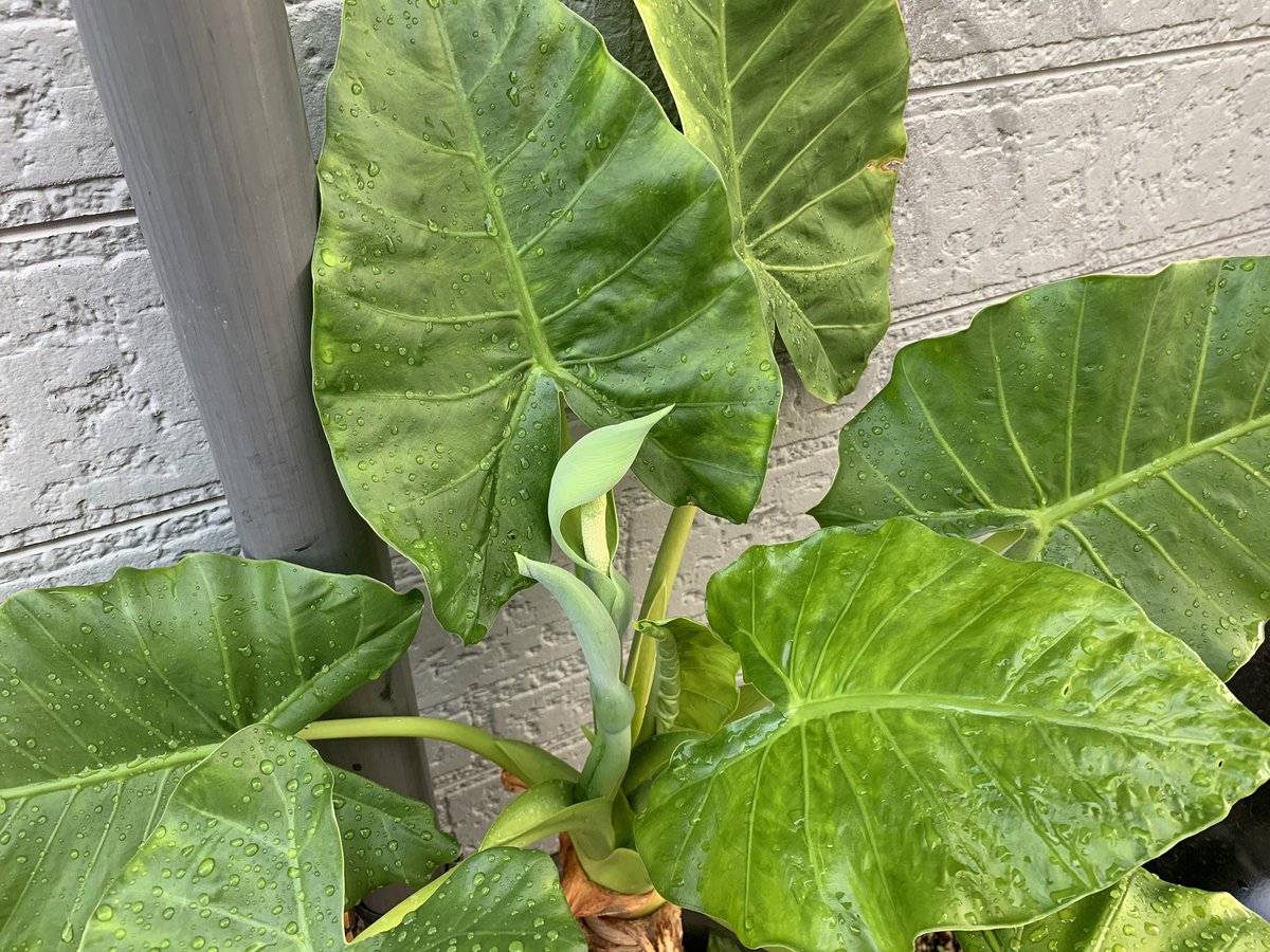 つぶやき伊藤 里芋に似た食えない奴 人気の観葉植物よ