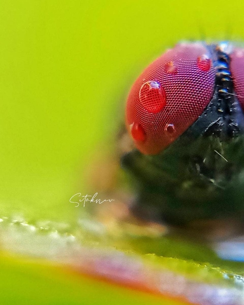 apexelindia's tweet photo. Awesome Shot by @venkatesh_creations_ through Apexel 12x24x Macro Lens 🥰🥰🥰 Rs. 999/- Only
Buy: https://t.co/duMD1SvQ3a
Tags:
#smartphonephotography #apexelindia #jalandhar #ludhiana #patiala #patialasuit #patialashahi #shimla #nit #gurgaon #ghaziab… https://t.co/H908BM521U https://t.co/eKPMopzzft