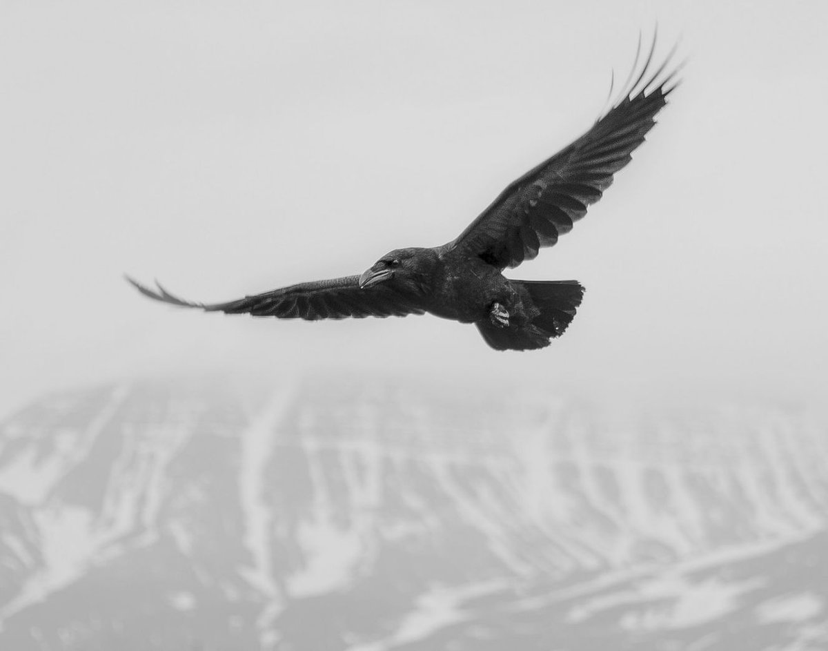 Crow in flight over snow-clad mountains ...
#DIOGENES #Rewilding #WildlifeComeback
CC @BullWalksOnFire @LakotaMan1 @sujiwujifuji @MindAlchemical @HeatherEHeying @RewildingEurope @RichardHowIett @editionsimian @pollock_stanton @shwetawrites @GhoshAmitav @monroe_v1225