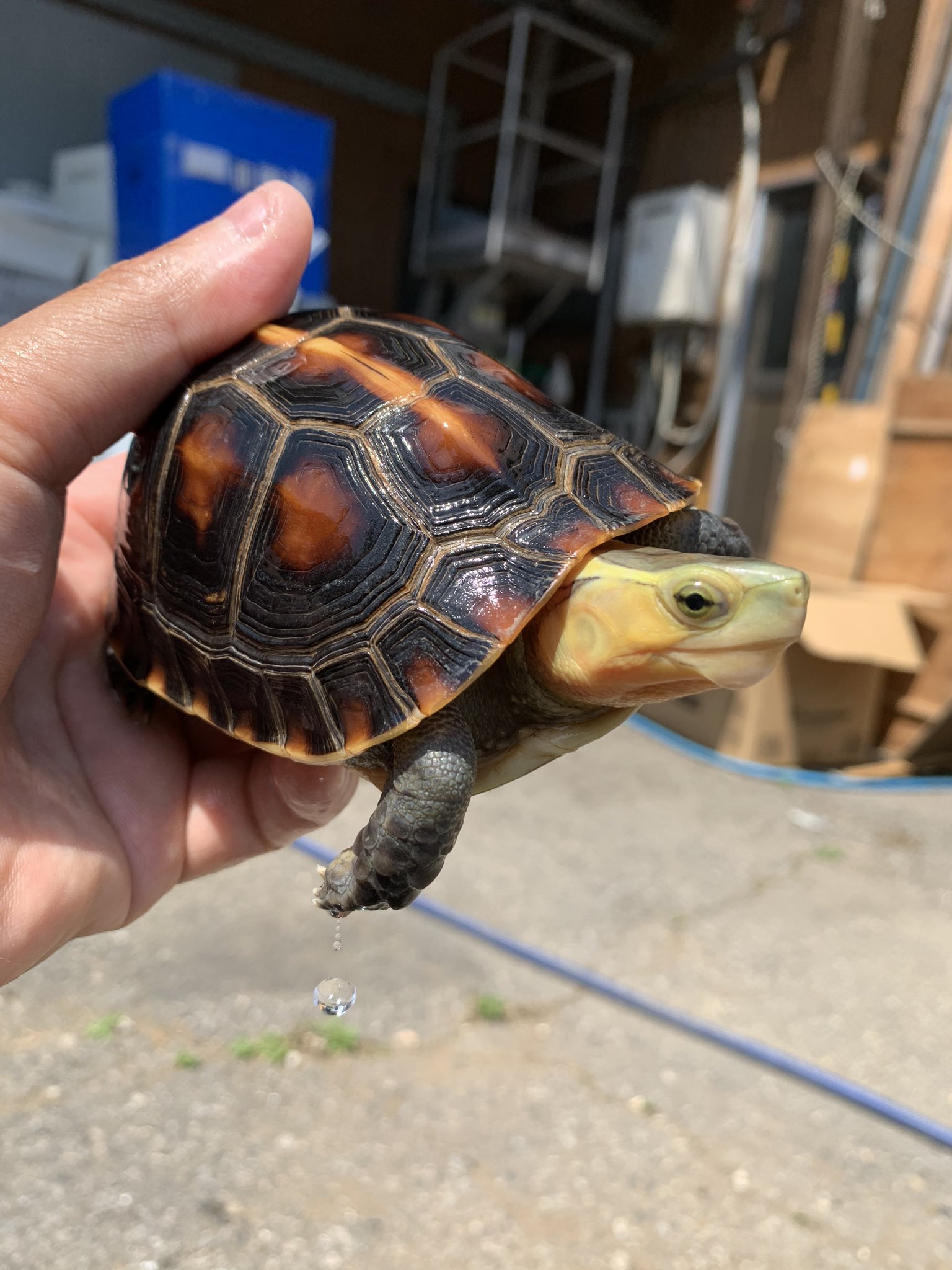 Woodbell3023 新着入荷しました 中国セマルハコガメ ハイポ オス 極美個体 そうそう居ないです 価格は65万税込です お問い合わせはdmで T Co Zelsjccvh4 Twitter