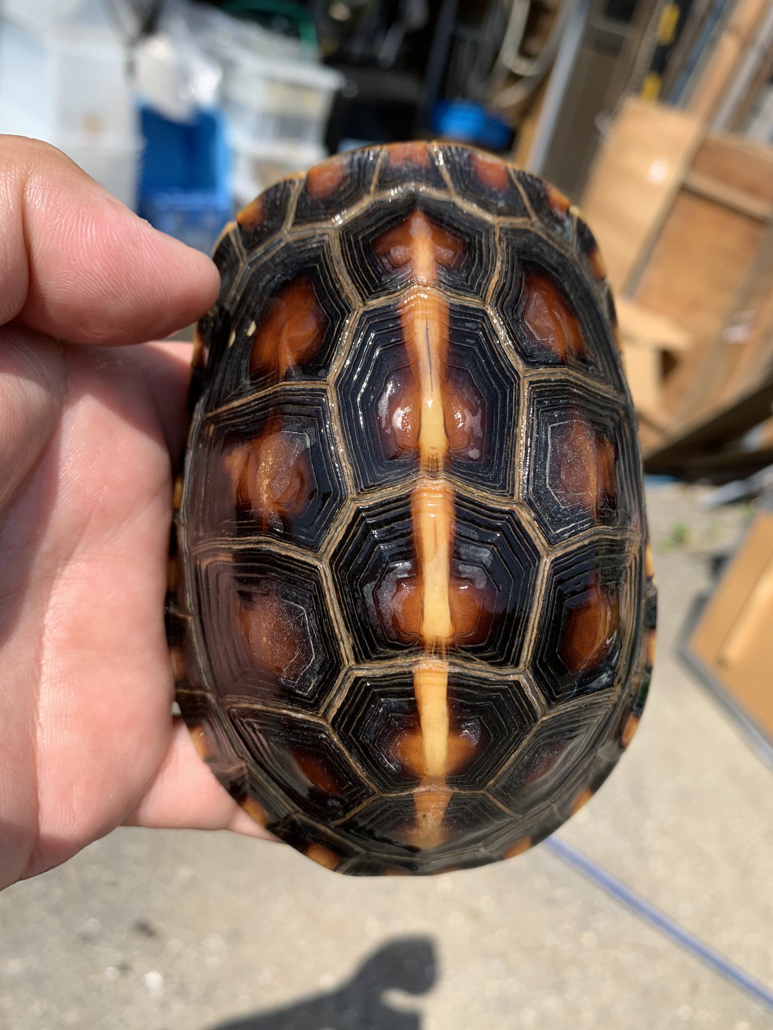 Woodbell3023 新着入荷しました 中国セマルハコガメ ハイポ オス 極美個体 そうそう居ないです 価格は65万税込です お問い合わせはdmで T Co Zelsjccvh4 Twitter
