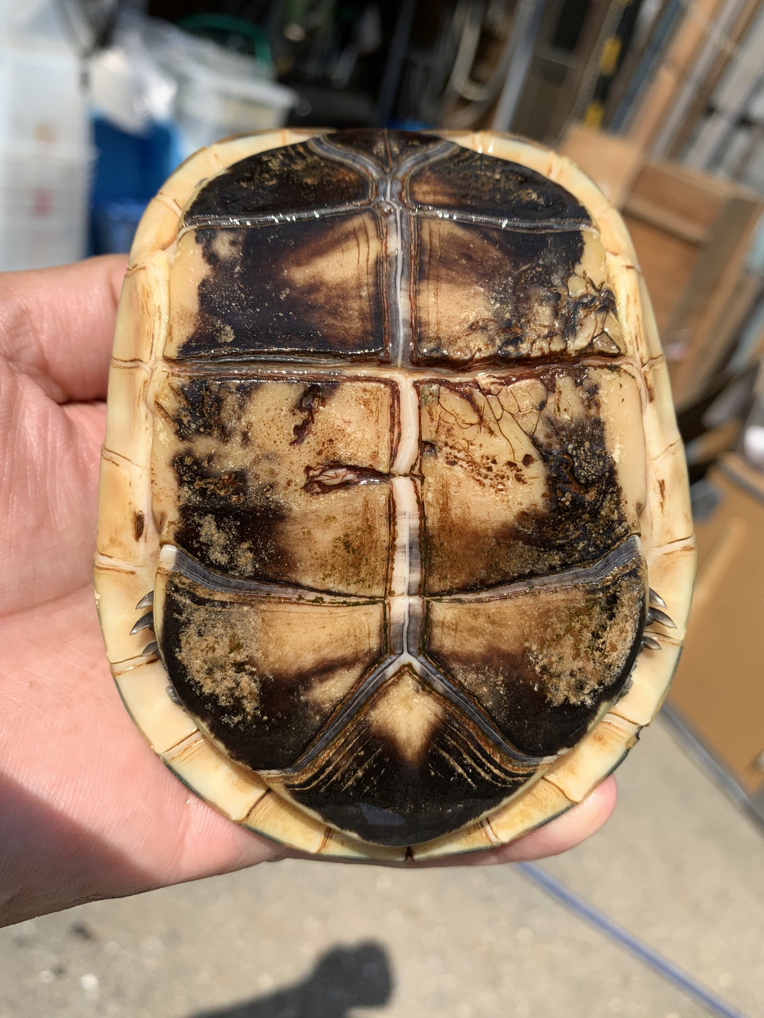 Woodbell3023 新着入荷しました 中国セマルハコガメ ハイポ オス 極美個体 そうそう居ないです 価格は65万税込です お問い合わせはdmで T Co Zelsjccvh4 Twitter