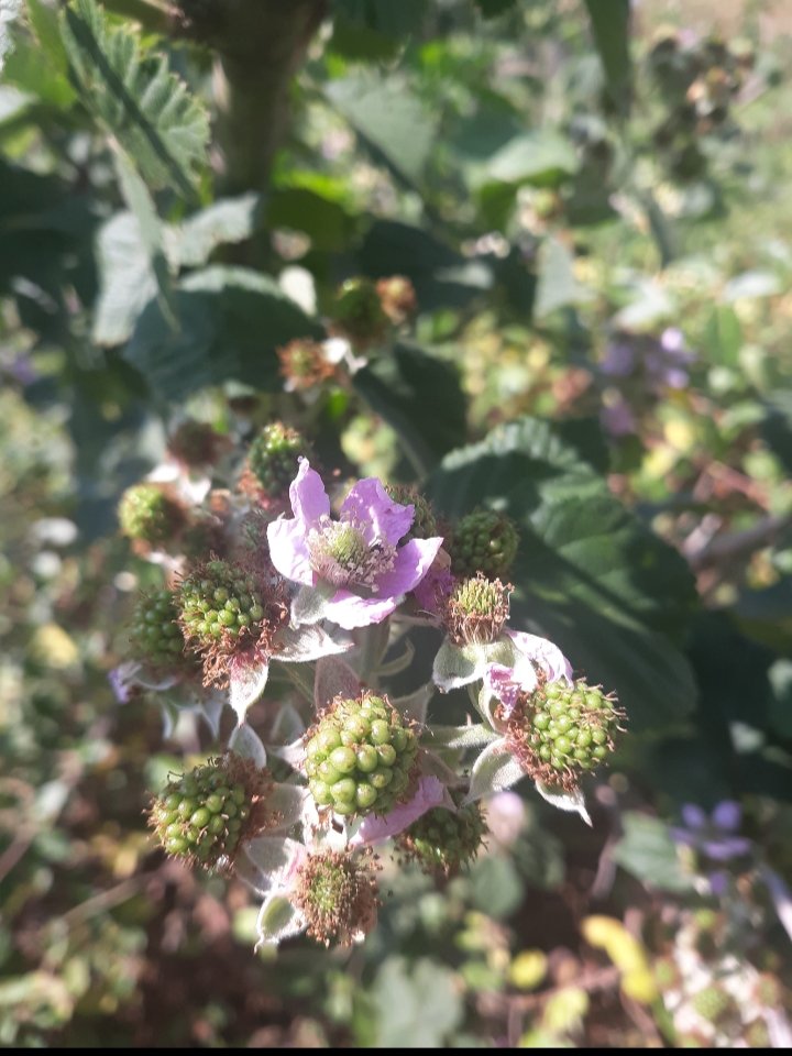 mommakeish's tweet photo. Blackberries are a little late this year🤔 even Momma nature has slowed down a bit. https://t.co/znBtEG5Gmb