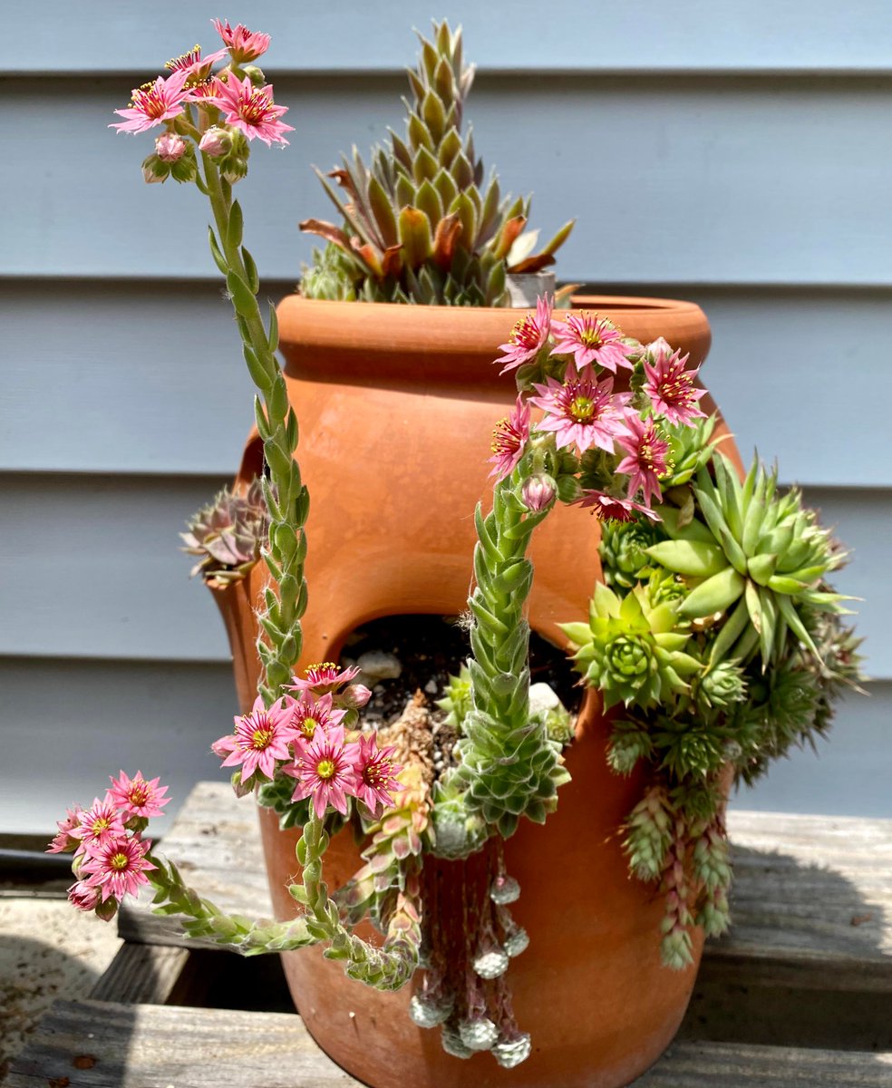 succulentsbot's tweet photo. Source: /u/umlautss [https://t.co/FC6tA5uVtS] https://t.co/tVZjfYBqTG