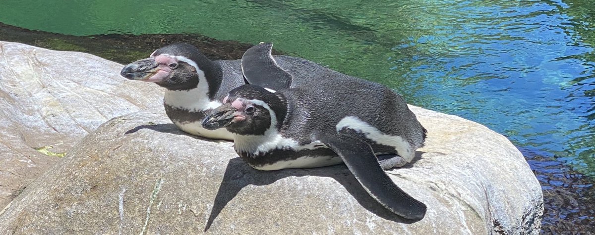 SantaBarbaraZoo's tweet image. When you're mad but still want to cuddle... 🐧🐧🤣
.
.
#penguin #penguins #funnyanimal #funnyanimals #animalsmood #animalsco #santabarbarazoo #animalmemes #cuteanimal