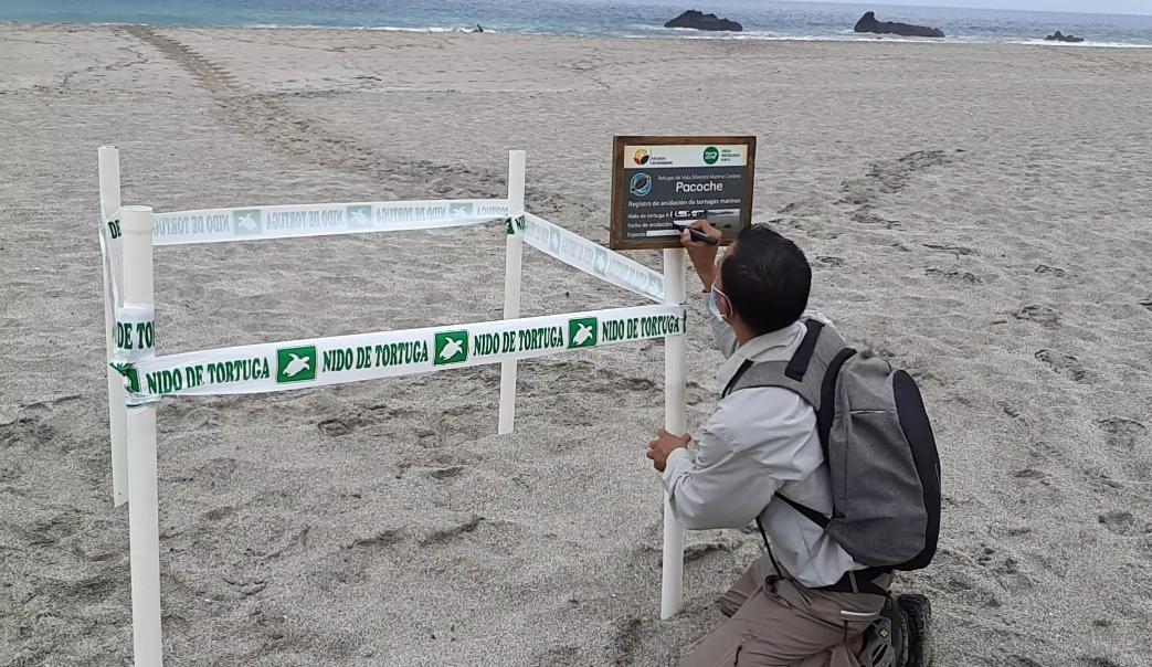 MAE_Zonal4's tweet photo. [BUENAS NOTICIAS] ¡La naturaleza nos sorprende! 
reportamos el desove de 3 tortugas marinas Golfinas (Lepidochelis olivacea), en las playas de #SanLorenzo y #LaBotada. #NuestrosGuardaparques protegieron los nidos con hitos y señalizaciones para garantizar una éxitosa eclosión. https://t.co/JcO8UJZHfF
