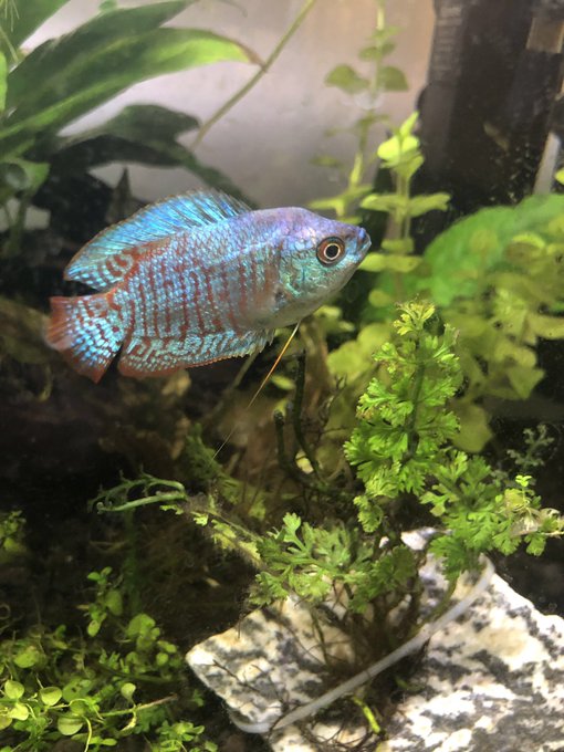 After almost a year with my favorite fish, my king, my dear Craig, he&rsquo;s sick and isn&rsquo;t going to make