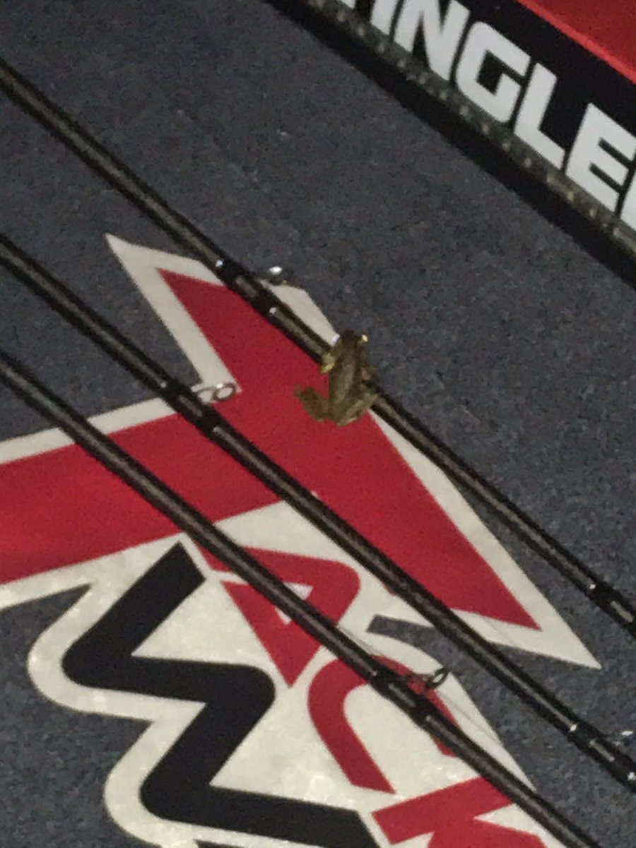 TeamLintner's tweet photo. (Tuesday Morning 6/9) Thinking this is a sign... 🐸!!! He’s even sitting on the rod with the FX2!  Day 2 #heavyhitters is starting soon🎣 #ritualrods #ritualangling @SunlineAmerica @TackleWarehouse @RangerBoats https://t.co/Jd2WwAoutq