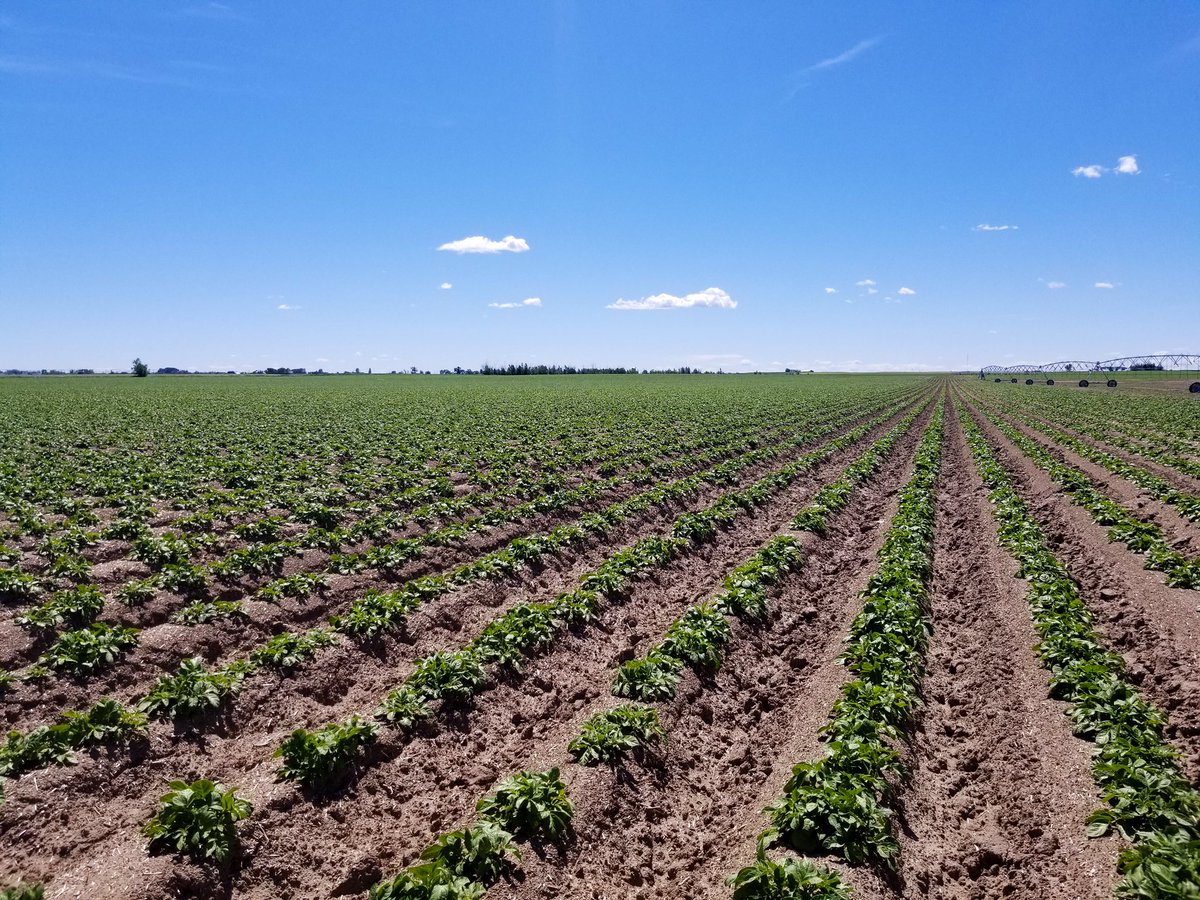TuberTalk's tweet photo. Home on the Range(rs)! 🎶 #AlbertaPotatoes #futurefries #eatmorefries https://t.co/NNmFRexDM0