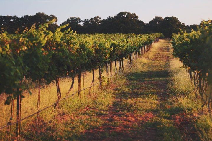 Slate Mill Wine Collective tweet media
