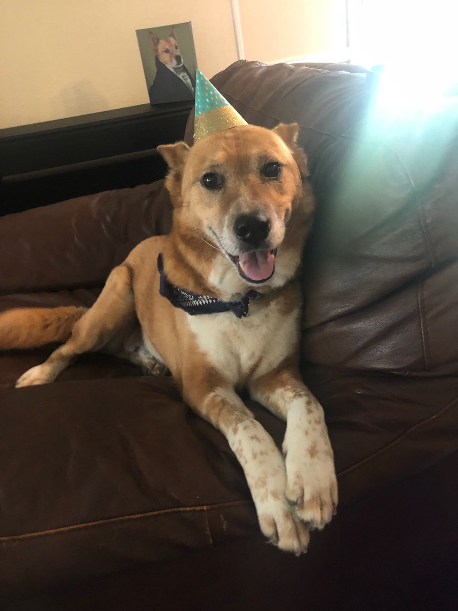 ZachAFriday's tweet photo. Bosco was by far the best dressed on my birthday this year https://t.co/cMb80TCb6S