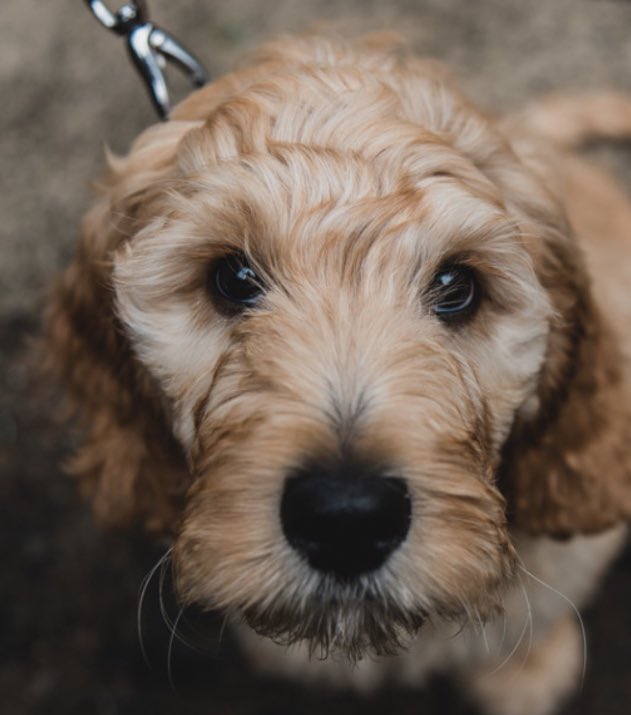 CarolineDock's tweet photo. Date for your diaries - Friday 26th June is BRING YOUR DOG TO WORK DAY and also #NHSpride day 🏳️‍🌈🏳️‍🌈🏳️‍🌈 #TooMuchExcitement #FrankiesFanClub https://t.co/Bw6dB2XQWH
